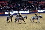 Quadrille - 00906